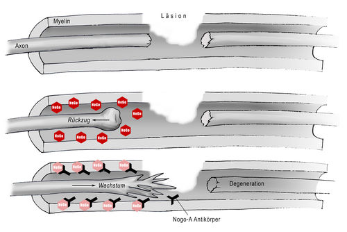 NOGO Antibody