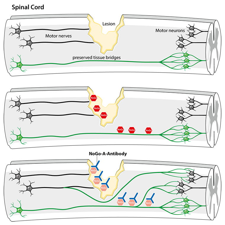 Picture NOGO Antibody