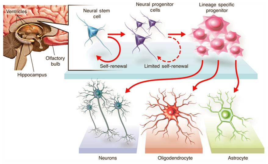 Clinical Trials