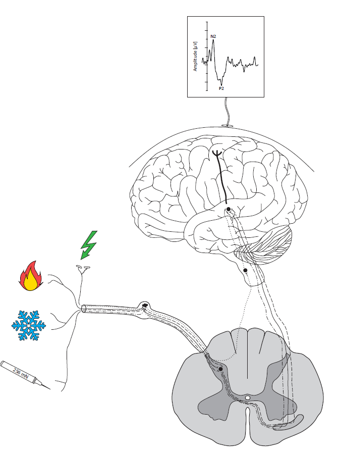 Multimodal neurophysiology 